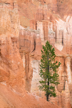 Lone Tree - Bryce Canyon